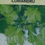 Seminte coriandru 5g