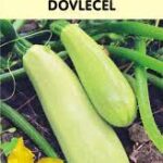 Seminte dovlecel White Bush