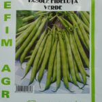 Seminte fasole fideluta verde 500g