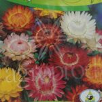 Seminte flori imortele 0.4g cod 121