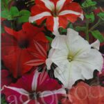 Seminte flori petunia curgatoare-mix cod 101