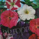 Seminte flori petunia hibrida grandiflora-mix cod 144