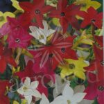 Seminte flori regina noptii-mix cod 102