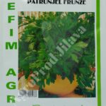 Seminte patrunjel frunza plata 50g