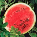 Seminte pepene verde Baby Sugar 2g(rotund)