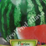 Seminte pepene verde Crimson Sweet 5g Florian