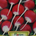 Seminte ridichi national 3 -10g Florian