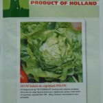 Seminte salata Hilde 2g