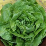 Seminte salata Pronto 5g