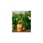 Seminte sfecla furajera 500g(plurigerma)