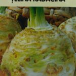 Seminte telina radacina