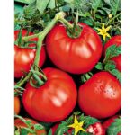 Seminte tomate Ace determinate