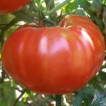 Seminte tomate Buzau 1600 2g