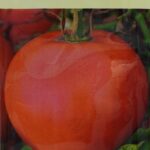 Seminte tomate Buzau 47 cca.200sem.(rotunde)