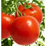 Seminte tomate Cristal F1 5g