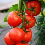 Seminte tomate Florina (determinate, tip tufa)
