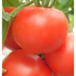 Seminte tomate Kiveli 100 sem.