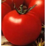 Seminte tomate Optima 100 sem.