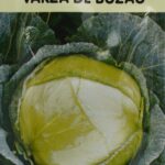 Seminte varza de Buzau 2g(toamna)