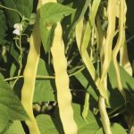 Seminte fasole Goldmarie 50g