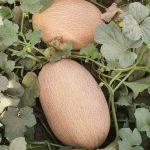 Seminte pepe galben (melon) Kapadena F1 ES 25157 250 sem