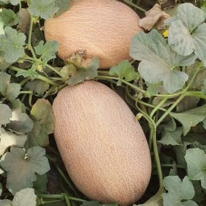 Seminte pepe galben (melon) Kapadena F1 ES 25157 250 sem