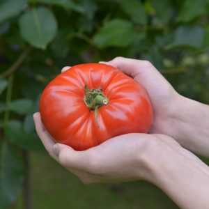 Seminte tomate indet. Allurea F1 250sem.