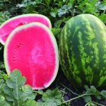 Seminte pepene verde (Watermelon) Rey ES 75127 F1- 250 sem