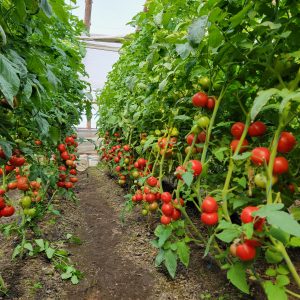 Seminte tomate indet. Ligo F1 250sem