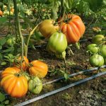 Seminte tomate indet. ES 5434F1 250sem