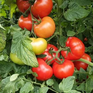 Seminte tomate indet. ES 40055 F1 - 250sem