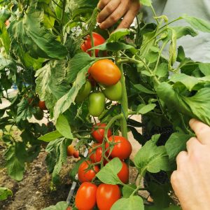 Seminte tomate indet. ES 42018 F1 250sem.