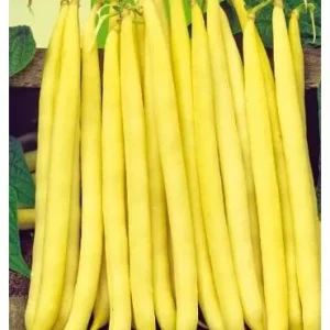 Seminte fasole Sonesta 1Kg