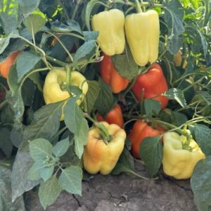 Seminte ardei Ipon 100 sem