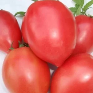 Seminte tomate Rugby F1 25 sem