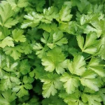 Seminte patrunjel frunza comune 500g