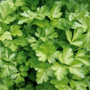 Seminte patrunjel frunza comune 500g